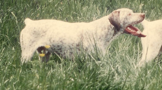 Ubu